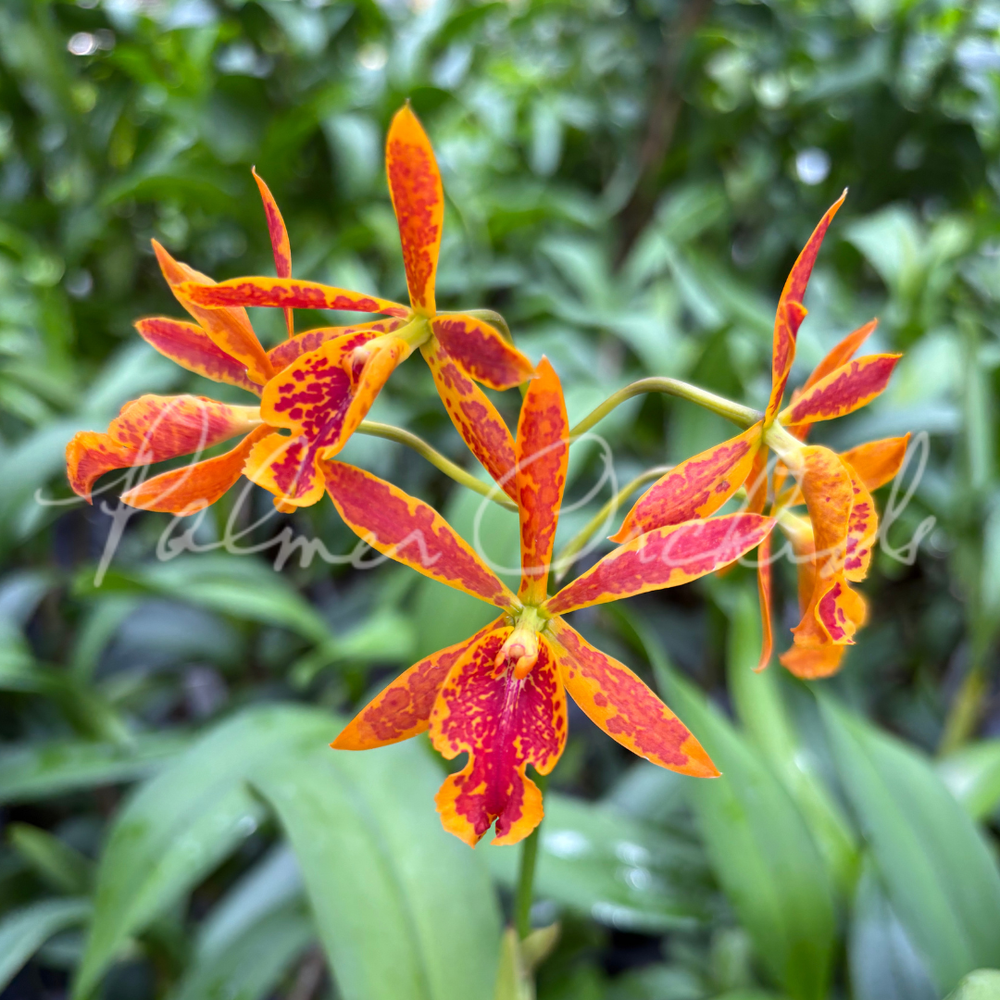 Ett. Volcano Trick — Palmer Orchids